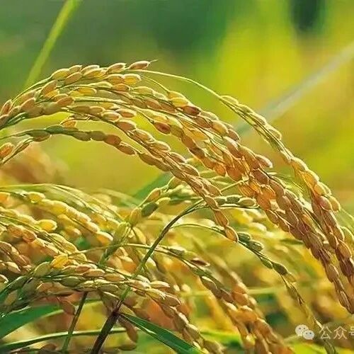 OsHDAC1 Suppresses OsGR3 Expression via Deacetylation of Aldehyde Dehydrogenase OsALDH2B1, Reducing Salt Tolerance in Rice