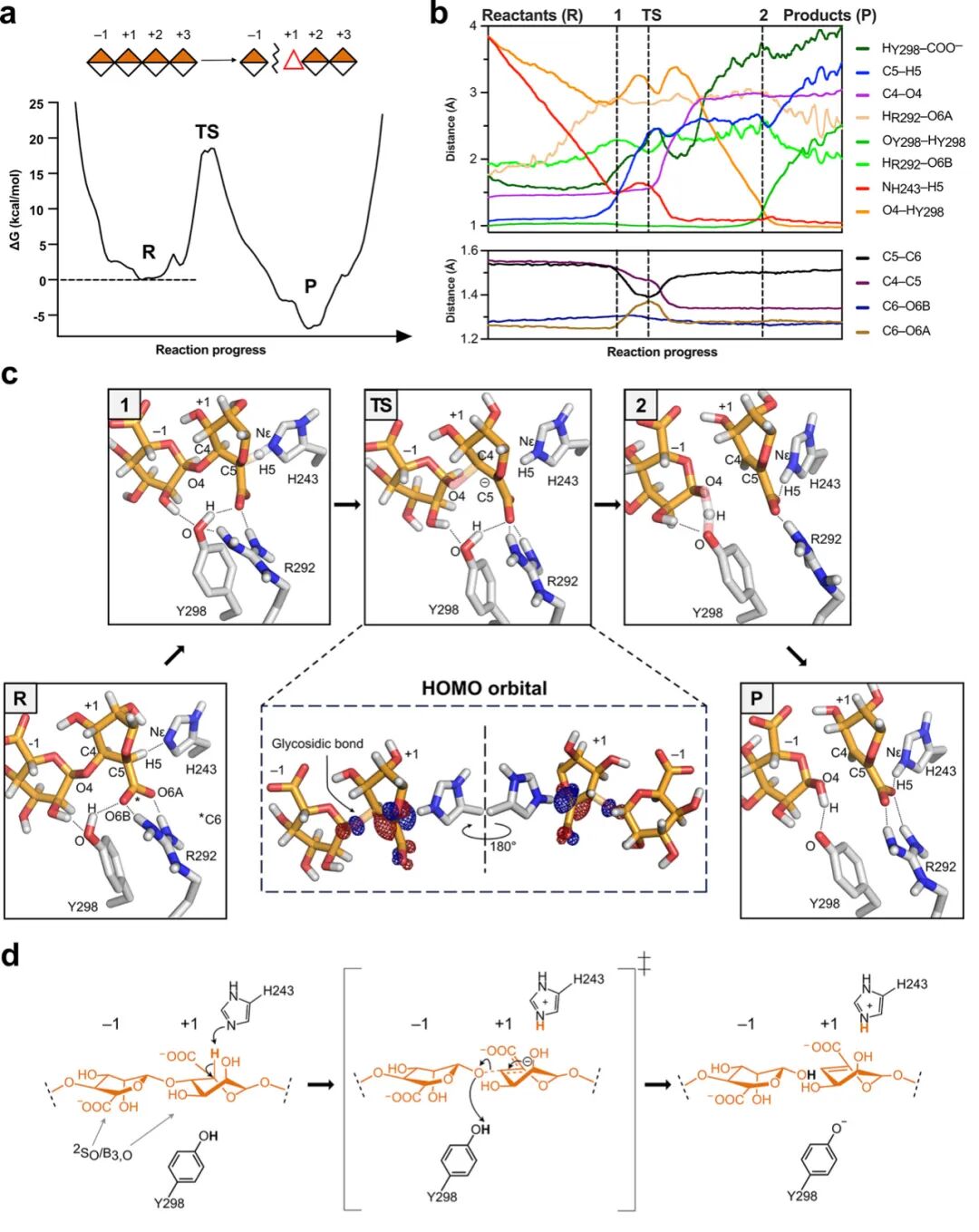 Mechanistic Analysis of a Mixed-Function Polysaccharide Lyase/Epimerase from the Human Gut Microbiota