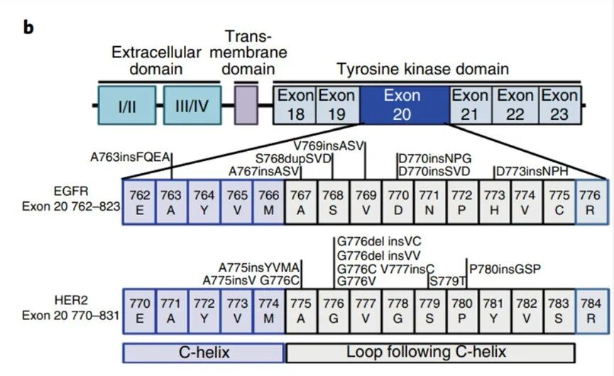 ADC Drug Advances in Non-Small Cell Lung Cancer
