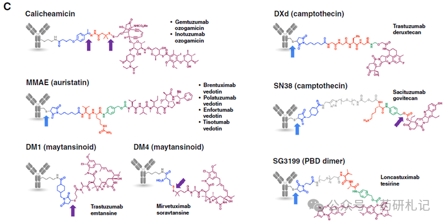The Development History of ADC Over 40 Years (Part 2)