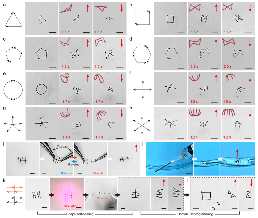 Professor Yu Shuhong, Professor Cong Huaiping, and Others in Adv. Mater.: Soft Microrobots Driven by Low Magnetic Fields