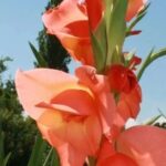 ICC Opinion: Review of a Quality Inspection Report Compliant with EU Testing Standards R817(TA783)