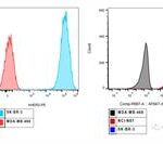 Non-Clinical Research Guidelines for Antibody-Drug Conjugates (ADCs)