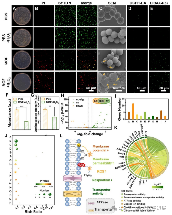 Professor Dong Haifeng from Beijing University of Science and Technology in ACS NANO: Bimetallic Metal-Organic Framework Microneedle Array Promotes Wound Healing through Targeted Reactive Oxygen Species Generation and Disruption of Electron Transfer