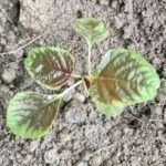 Sharing the Linux prlimit Command