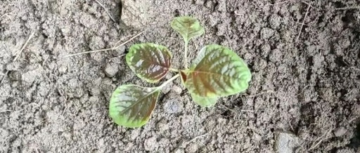 Sharing the Linux prlimit Command