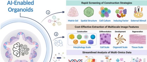 Industry Insights | Research Report on AI and Organoids and Organ-on-Chip Technologies
