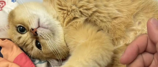 The Day of Atonement for Yuzu: When the Golden Shaded Cat Becomes the Mastermind Behind the Robotic Vacuum Strike!