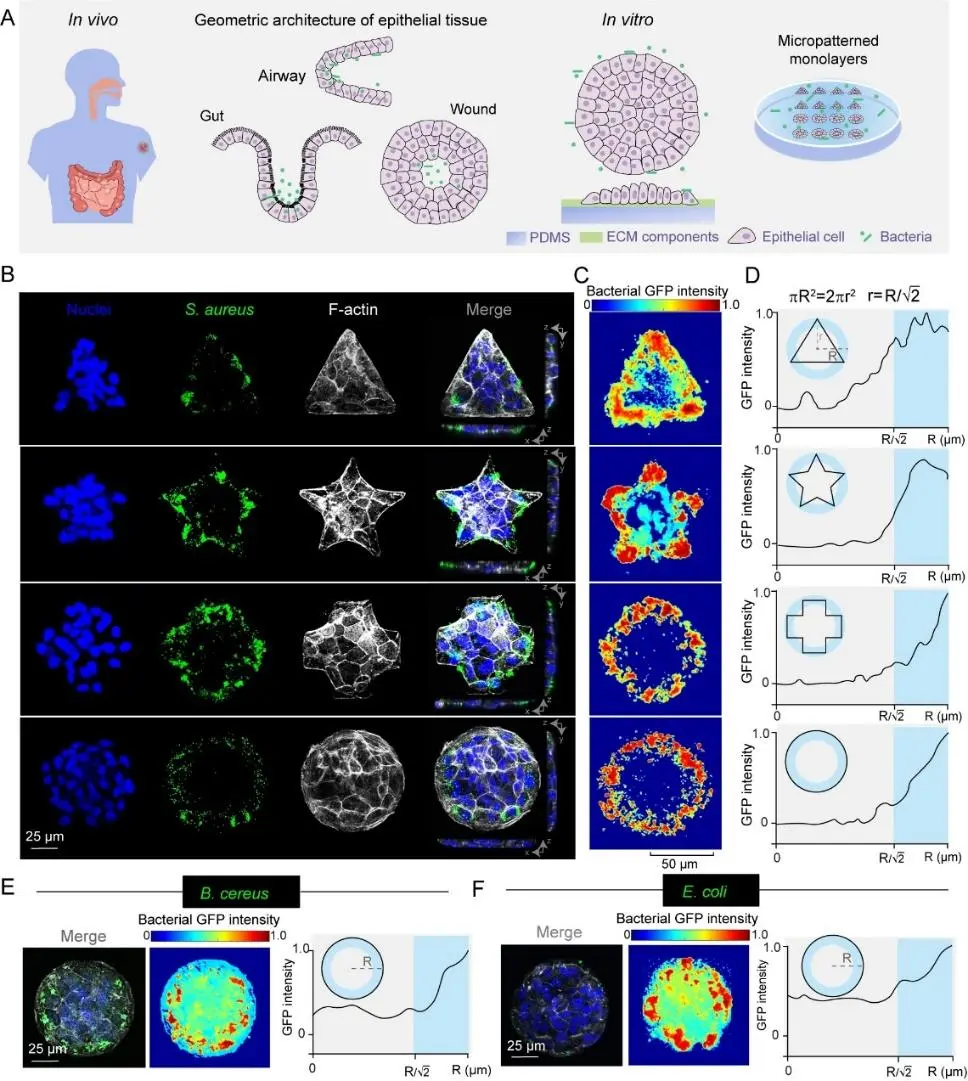 Weekly Technology Review: The Birth of the Smallest and Lightest Wireless Amphibious Robot; The Dawn of the World's Fastest Picosecond Flash Memory Device