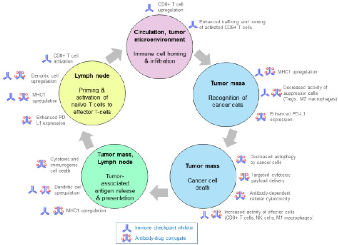 Professor Liu Yunjian: Interpreting the DS8201-A-U105 Study and Discussing the Future of ADC Combined Immunotherapy