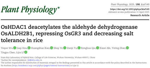 OsHDAC1 Deacetylates Aldehyde Dehydrogenase OsALDH2B1, Represses OsGR3, and Reduces Salt Tolerance in Rice