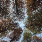 Comprehensive Guide to the Linux Directory Command