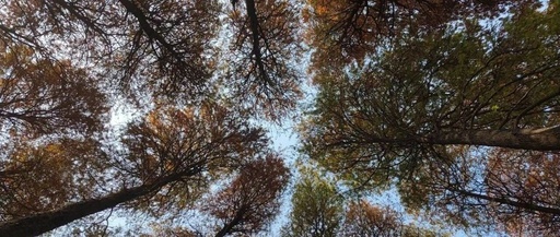 Comprehensive Guide to the Linux Directory Command