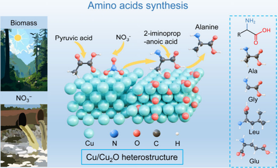 JACS: Dual Active Cu Sites for Cascade Electrocatalytic C-N Coupling to Synthesize Amino Acids