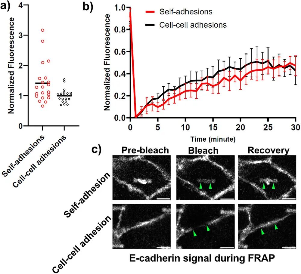 Princeton University 'AM' | Designing Cellular Self-Adhesions Inside 3D Printed Micro-Arches to Enhance Cell: Biomaterial Attachment
