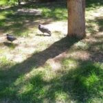 Exploring Popular Development Boards | 51 Microcontroller Development Boards