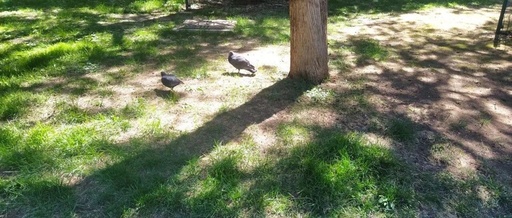 Exploring Popular Development Boards | 51 Microcontroller Development Boards