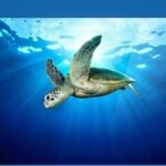 An Overview of the TFT-LCD Display Panel Industry