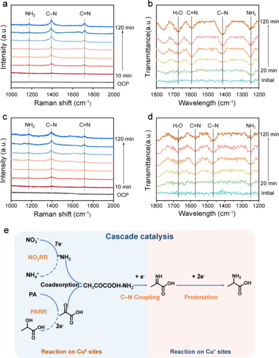 JACS: Dual Active Cu Sites for Cascade Electrocatalytic C-N Coupling to Synthesize Amino Acids