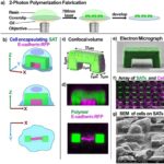 Princeton University 'AM' | Designing Cellular Self-Adhesions Inside 3D Printed Micro-Arches to Enhance Cell: Biomaterial Attachment