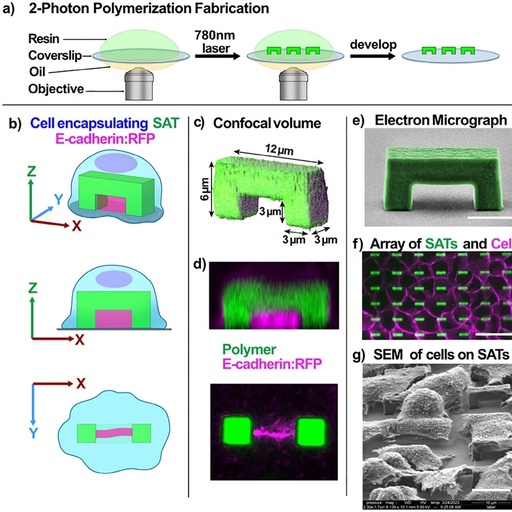 Princeton University 'AM' | Designing Cellular Self-Adhesions Inside 3D Printed Micro-Arches to Enhance Cell: Biomaterial Attachment