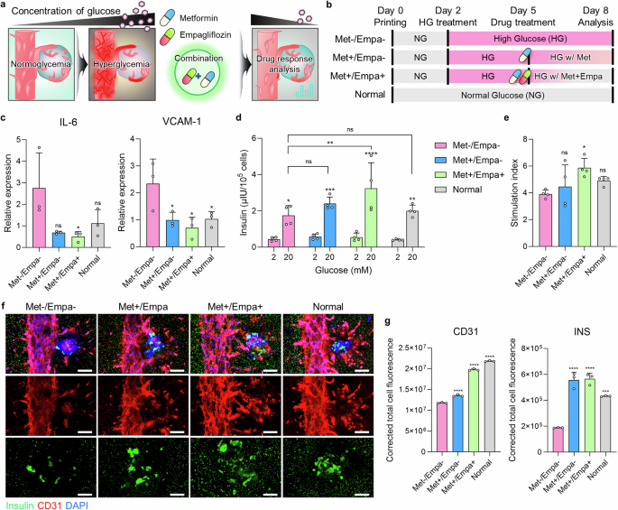 3D Printing of Islets: Can Printed Islets Treat Diabetes? Research Shows That Constructing Islet-Specific Microenvironments Through Bioprinting Technology Can Enhance Insulin Secretion!