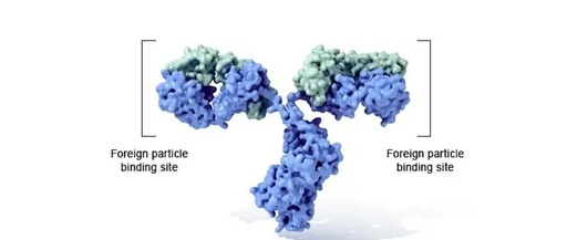 Antibody-Drug Conjugates (ADC) - A Review of Linkers (Including a List of Commonly Used Biodegradable Linkers)