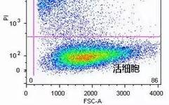 Cell Viability Assessment Using PI, 7-AAD, and DAPI in Flow Cytometry