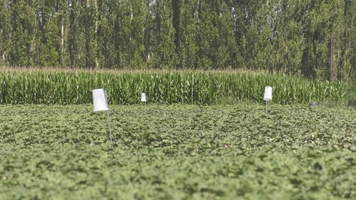 63rd Regiment Establishes IoT Pest Prediction and Control System to Support Smart Agriculture Development