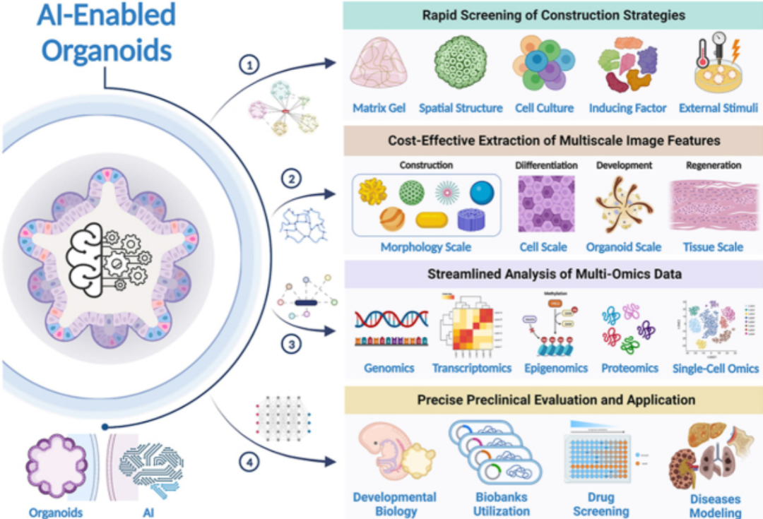 Industry Insights | Research Report on AI and Organoids and Organ-on-Chip Technologies