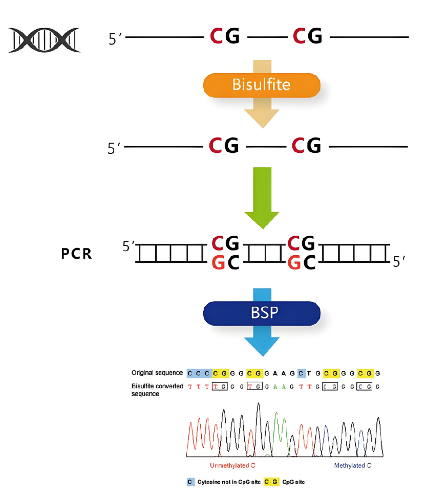 Bisulfite Sequencing (BSP) Technology: Principles, Processes, and Comprehensive Applications