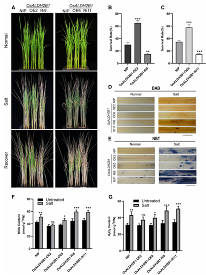 OsHDAC1 Deacetylates Aldehyde Dehydrogenase OsALDH2B1, Represses OsGR3, and Reduces Salt Tolerance in Rice