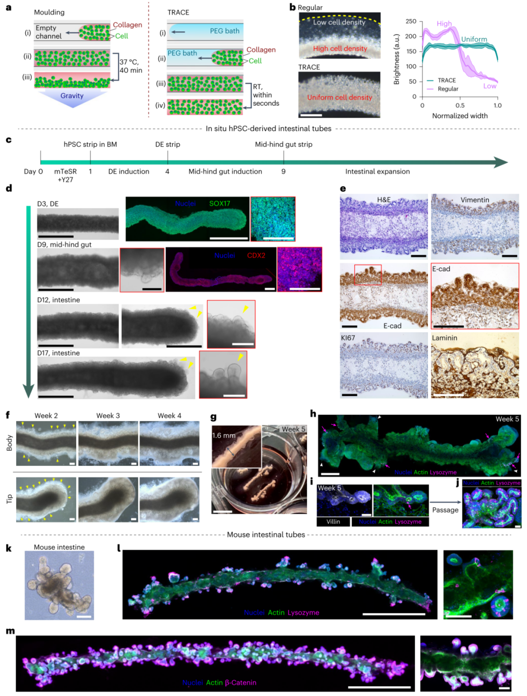 3D Bioprinting | Gelation in Less Than 1 Second, Featured in Nature Materials!