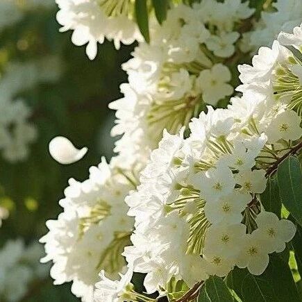 The Vitamin C Content is Ten Times Higher than Apples! Recently, You Can Eat This Flower! Recommended Ways to Eat →