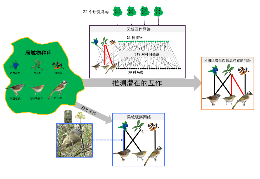 Professor Ding Ping's Team from the College of Life Sciences Publishes in Proc. R. Soc. B, Demonstrating the Feasibility of Constructing Local Species Interaction Networks Using Regional Ecological Information