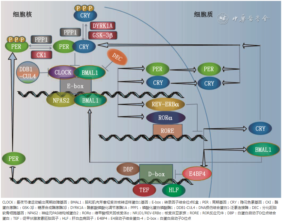 Overview of Circadian Rhythm and Research Progress on Circadian Rhythm Sleep-Wake Disorders