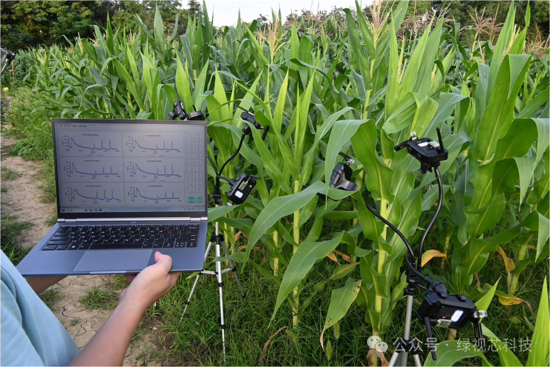 Chlorophyll Fluorescence Sensor Network