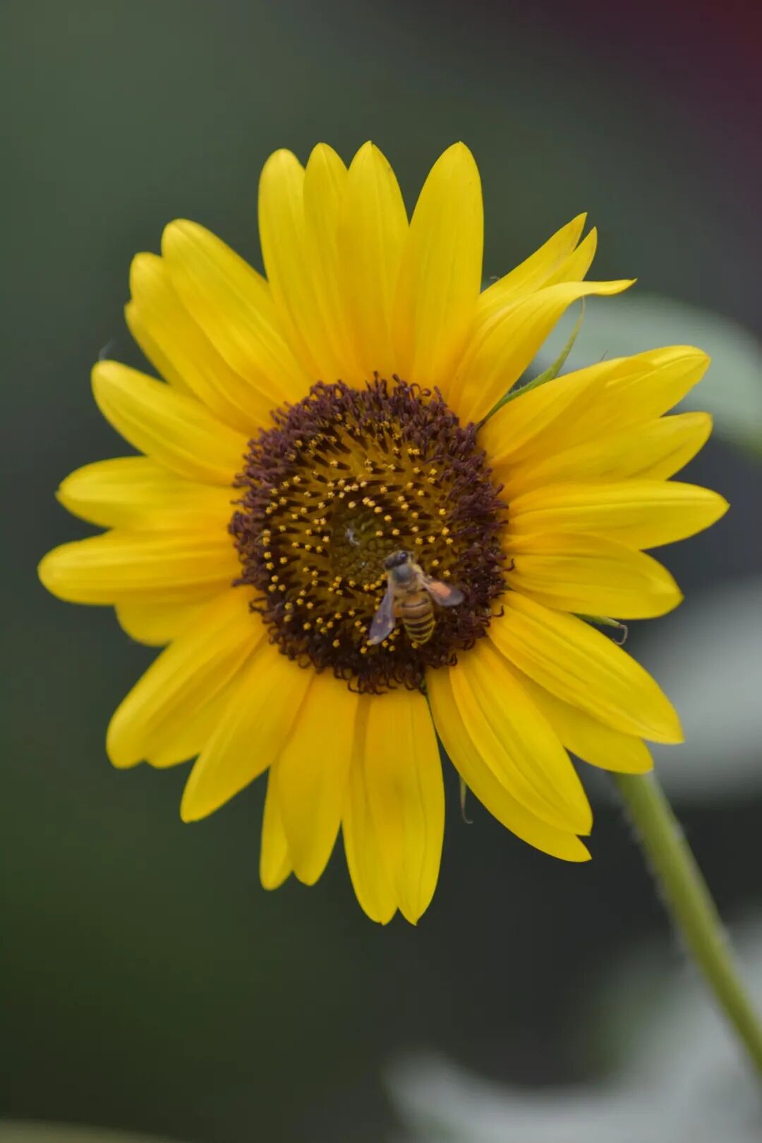 ICC Opinion: Discrepancies Between Pre-printed Invoice Content and Letter of Credit R812 (TA824rev)