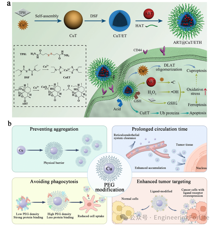 New Strategies for Cancer Treatment Using Copper Ions: Insights from Cuproptosis