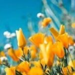 Will the 'Spring' of Semiconductors Arrive as Expected?