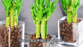 Innovative Practice School in Dalian: Excellent Micro-Class Broadcast (97) - Hydroponic Wind Chime Pothos
