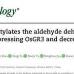 OsHDAC1 Deacetylates Aldehyde Dehydrogenase OsALDH2B1, Represses OsGR3, and Reduces Salt Tolerance in Rice