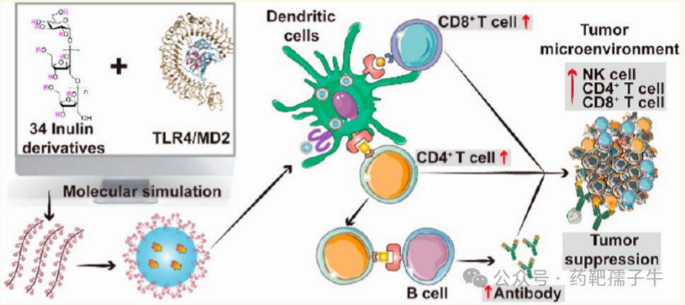 ACS Nano (IF=16.0): Computer-Guided Discovery of Polysaccharide Derivatives as Adjuvants for Cancer Immunotherapy Nanoparticle Vaccines