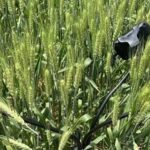 Chlorophyll Fluorescence Sensor Network