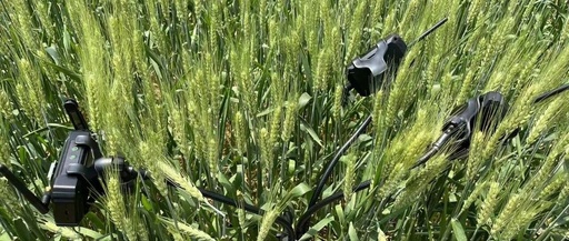 Chlorophyll Fluorescence Sensor Network