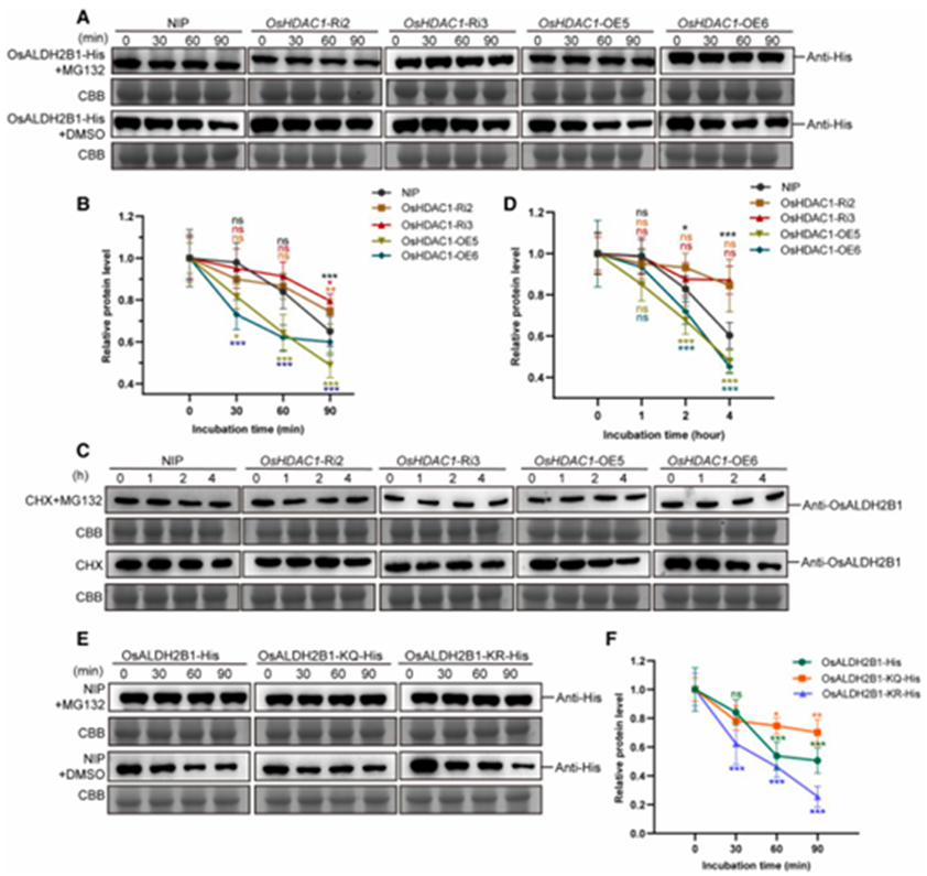 OsHDAC1 Deacetylates Aldehyde Dehydrogenase OsALDH2B1, Represses OsGR3, and Reduces Salt Tolerance in Rice