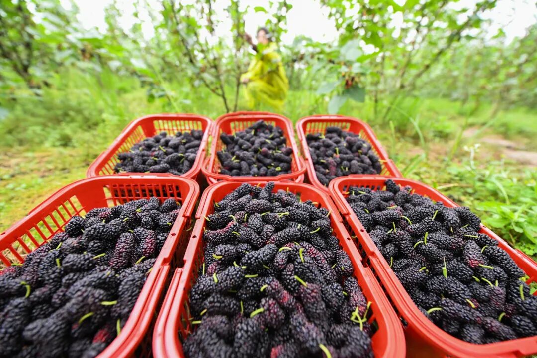 Mulberries: Four Times the Vitamin C of Blueberries and Their Numerous Benefits!