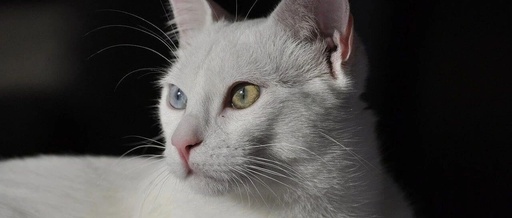 Detailed Usage of the Linux gron Command