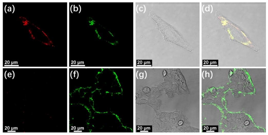 Self-Assembly of Alkynyl Platinum(II) Complexes and Their Application in Sialic Acid Detection and Differentiation of Cancer Cells from Normal Cells