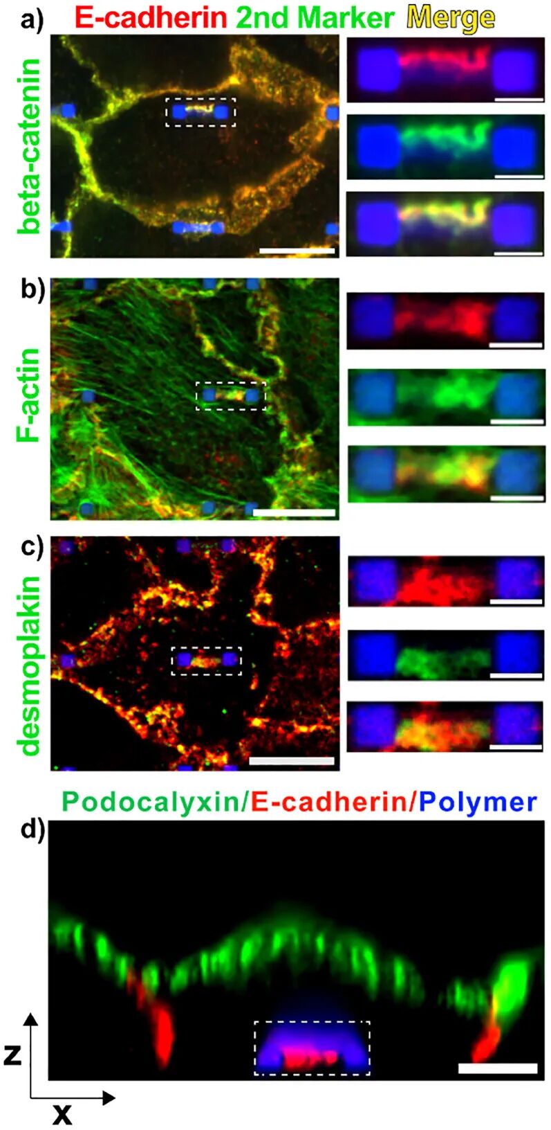 Princeton University 'AM' | Designing Cellular Self-Adhesions Inside 3D Printed Micro-Arches to Enhance Cell: Biomaterial Attachment